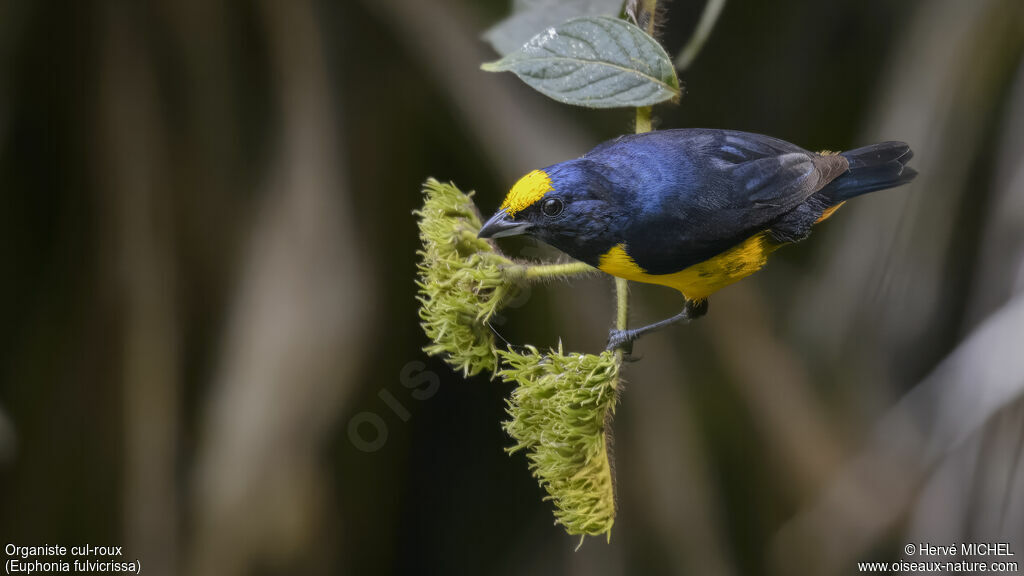 Fulvous-vented Euphonia