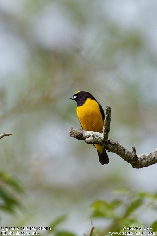 Velvet-fronted Euphonia male