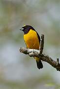 Velvet-fronted Euphonia