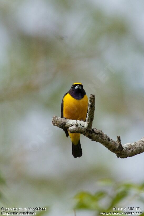 Velvet-fronted Euphonia