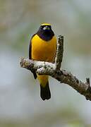 Velvet-fronted Euphonia