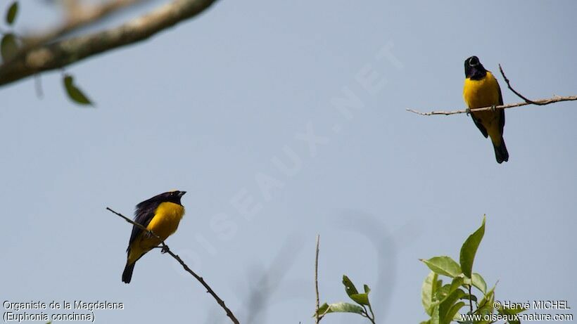 Velvet-fronted Euphonia male