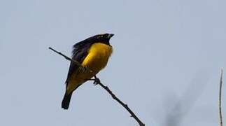 Velvet-fronted Euphonia