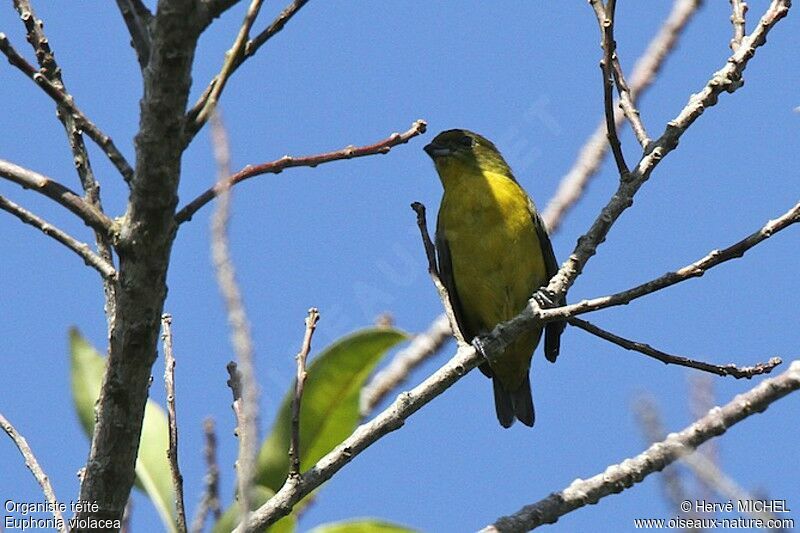 Violaceous Euphonia female adult, identification