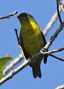 Violaceous Euphonia