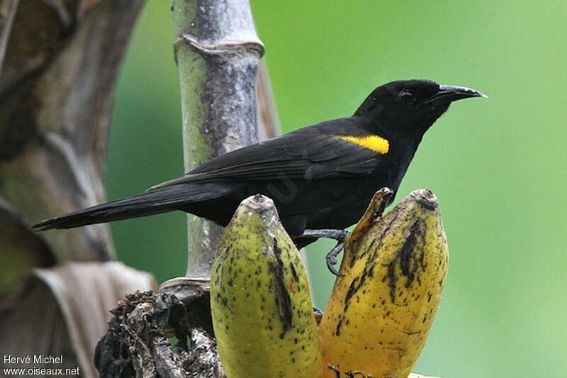 Oriole à épaulettesadulte, identification