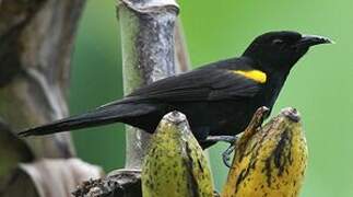 Oriole à épaulettes