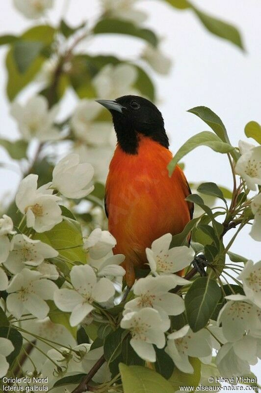 Baltimore Oriole male adult breeding