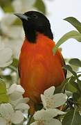 Baltimore Oriole