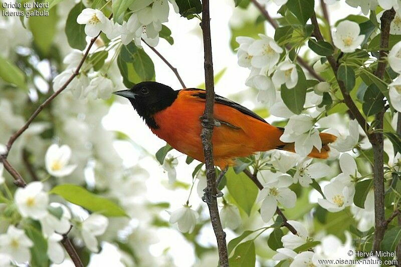 Oriole du Nord mâle adulte nuptial