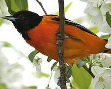 Oriole du Nord