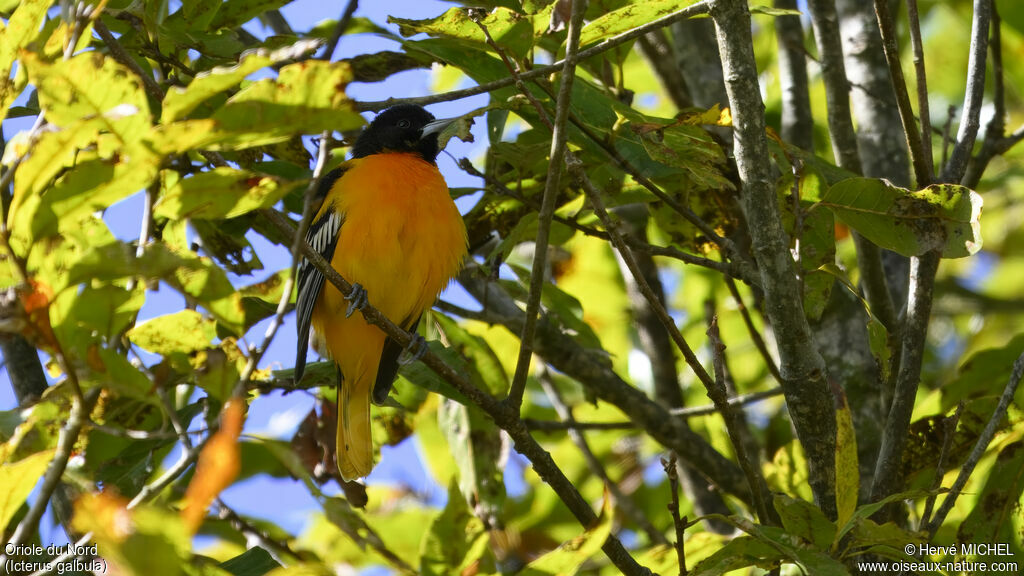 Oriole du Nord mâle adulte