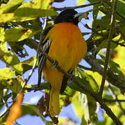 Oriole du Nord