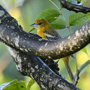 Baltimore Oriole