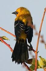 Oriole jaune