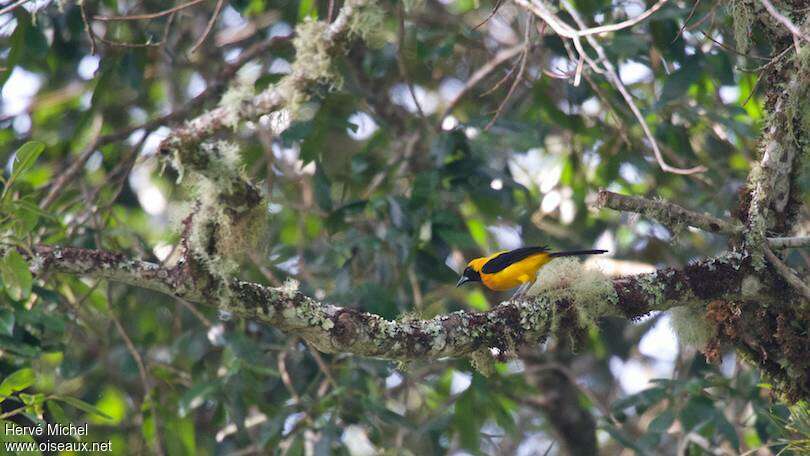 Oriole noir et oradulte, habitat