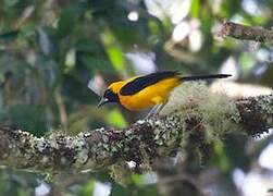 Yellow-backed Oriole