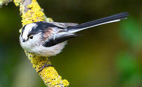 Long-tailed Tit