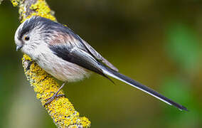 Long-tailed Tit