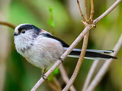 Long-tailed Tit