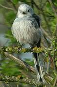 Long-tailed Tit