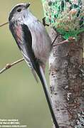 Long-tailed Tit