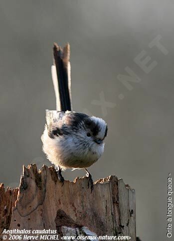 Long-tailed Titadult