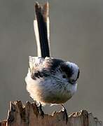 Long-tailed Tit