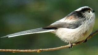 Long-tailed Tit