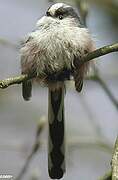 Long-tailed Tit