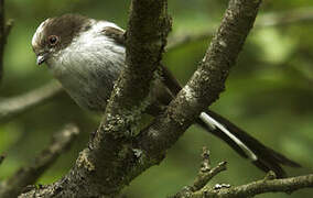 Long-tailed Tit