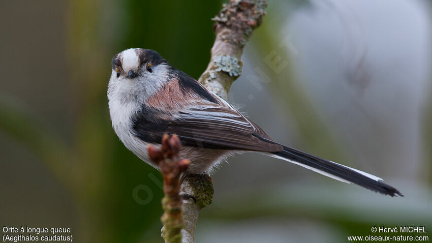 Long-tailed Titadult