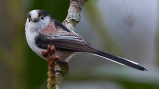 Long-tailed Tit