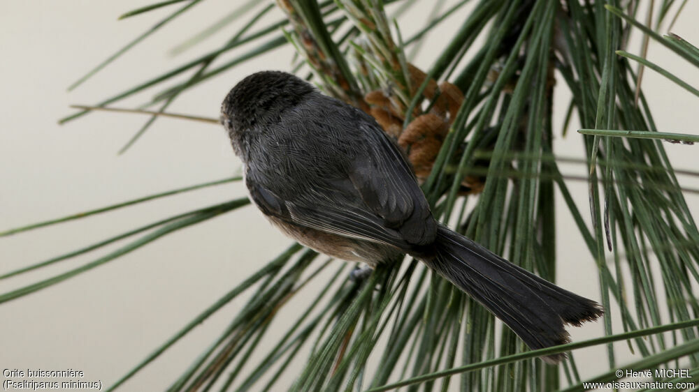 American Bushtit