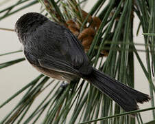 American Bushtit