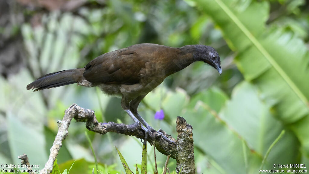 Grey-headed Chachalaca