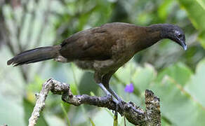 Grey-headed Chachalaca