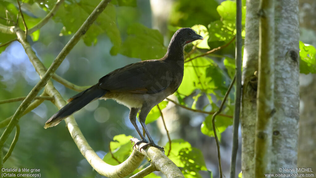 Grey-headed Chachalaca