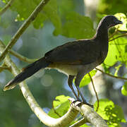 Grey-headed Chachalaca