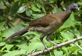 Grey-headed Chachalaca