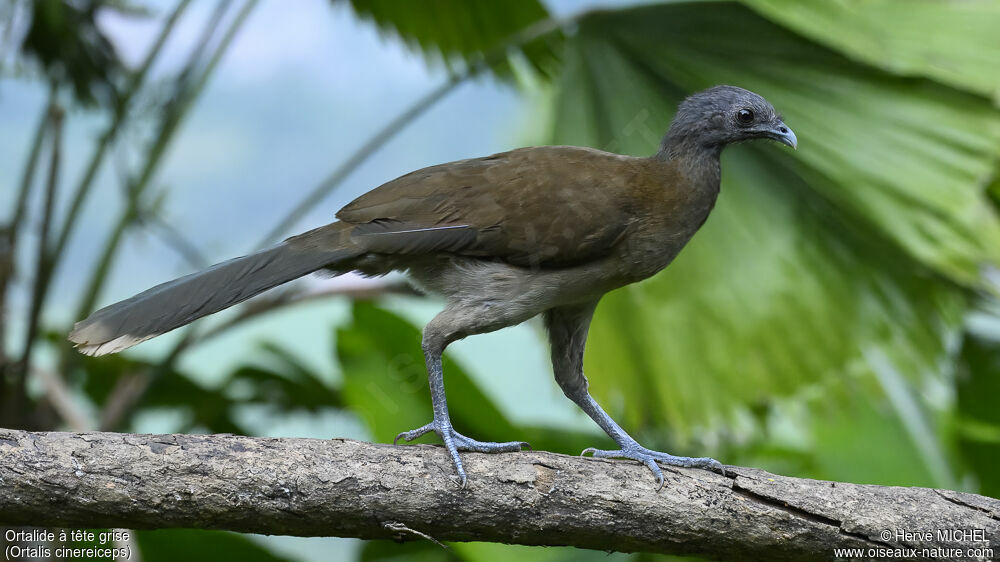 Grey-headed Chachalaca