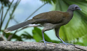 Grey-headed Chachalaca