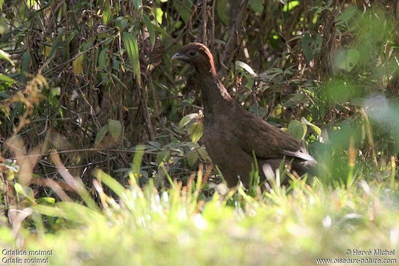 Little Chachalaca, identification