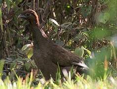 Little Chachalaca