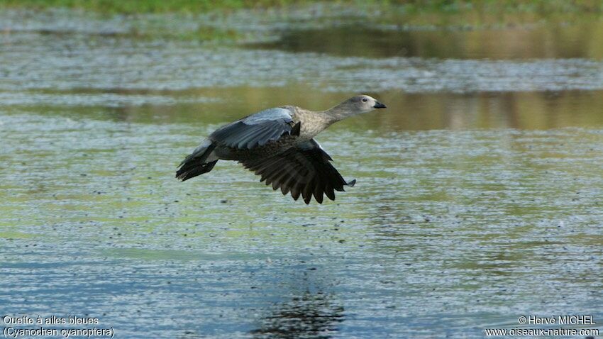 Blue-winged Goose