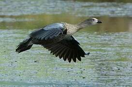 Blue-winged Goose