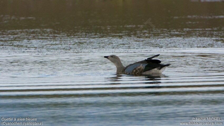 Blue-winged Goose