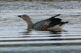 Blue-winged Goose