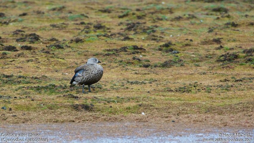 Blue-winged Goose