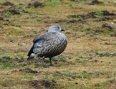 Blue-winged Goose